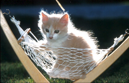 Chaton trop mimi!!