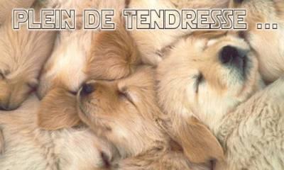 Petit chiot!!!!
