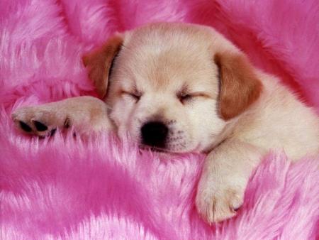 Petit Chiot trop Beau