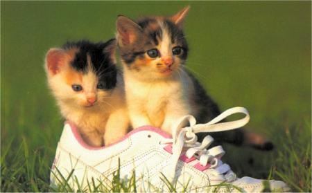 Chaton trop mais trop mimi!!!