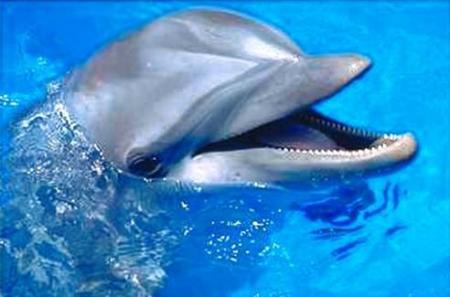 Dauphin trop nion!